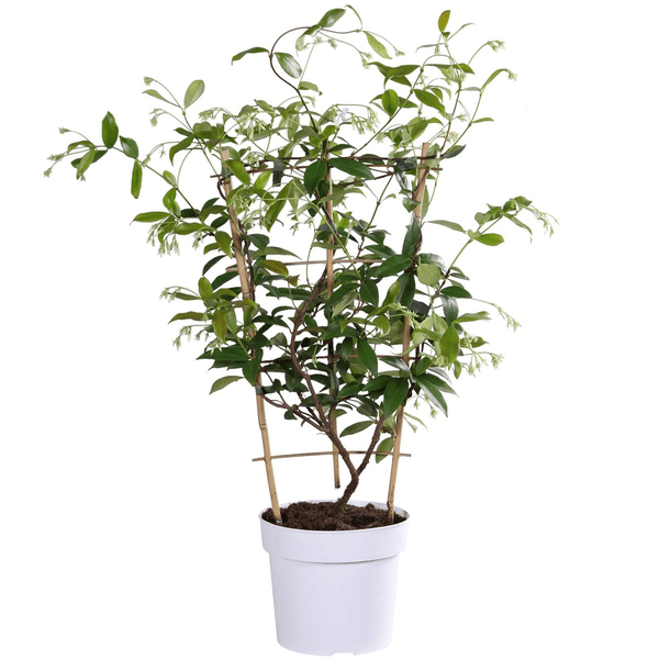 Sternjasmin Trachelospermum 'Star of Toskana' – Gelb – Immergrüne Kletterpflanze – ca. 65cm Höhe – Duftender mediterraner Jasmin für Terrasse & Balkon 