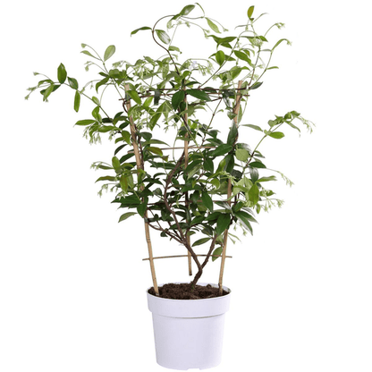 Sternjasmin Trachelospermum 'Star of Toskana' – Gelb – Immergrüne Kletterpflanze – ca. 65cm Höhe – Duftender mediterraner Jasmin für Terrasse & Balkon 