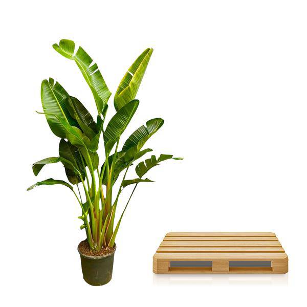 Baum-Strelitzie – Strelitzia Augusta mehrstämmig XXL – 250cm – Ø50cm – Weißer Paradiesvogel – Exotische XXL Zimmerpflanze für Wohnzimmer, Büro & Wintergarten 