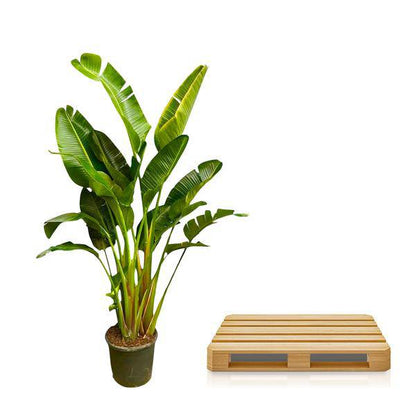 Baum-Strelitzie – Strelitzia Augusta mehrstämmig XXL – 250cm – Ø50cm – Weißer Paradiesvogel – Exotische XXL Zimmerpflanze für Wohnzimmer, Büro & Wintergarten 