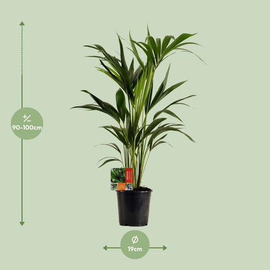 Kentiapalme - Howea Forsteriana - Zimmerpflanze - Ø19cm - ↕100cm 