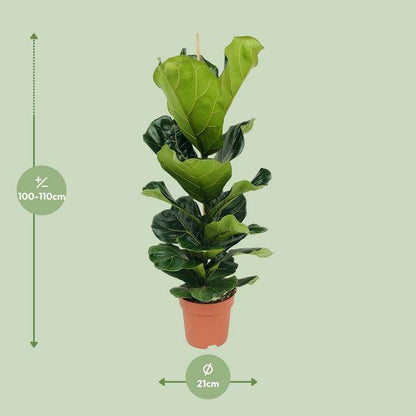 Ficus lyrata – Geigen-Feige – Ø21cm x H100cm – Großblättrige Zimmerpflanze – Luftreinigend & dekorativ – Pflegeleicht – Im Pflanztopf – Direkt aus der Gärtnerei 