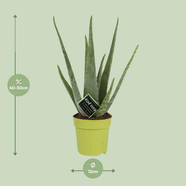 Echte Aloe - Aloe Vera - Zimmerpflanze - Ø12cm - ↕45cm 