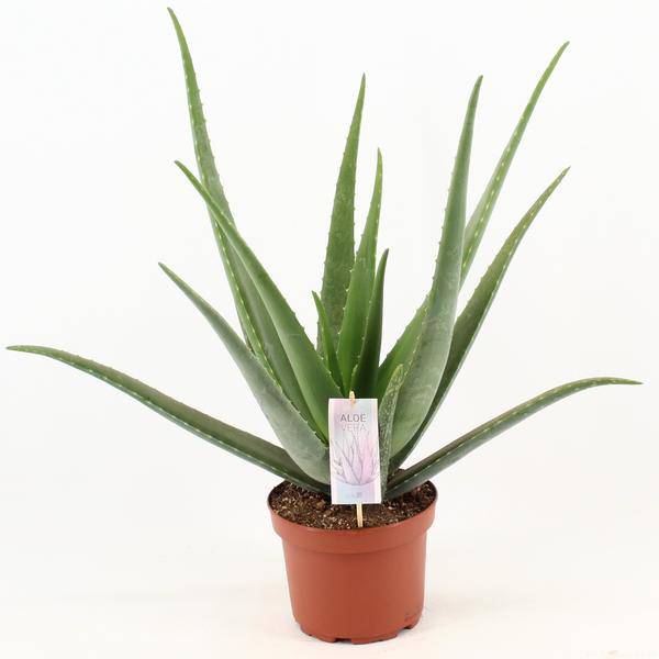 Echte Aloe - Aloe Vera - Zimmerpflanze - Ø19cm - ↕70cm 