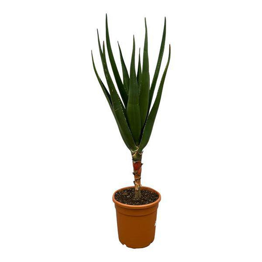 Aloe Barberae – Baumaloe – Exotische Zimmer- & Gartenpflanze – ↕140cm – Ø30cm – Seltene Sukkulente mit langen grünen Blättern – Pflegeleicht & sonnenliebend 