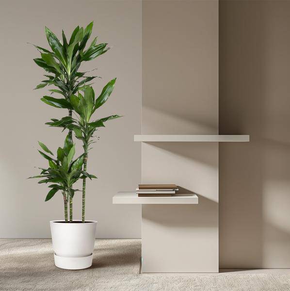 Drachenbaum – Dracaena Janet Lind 160cm – Ø24cm – Elegante Zimmerpflanze mit dunkelgrünen Blättern – Pflegeleichte Grünpflanze für Wohnzimmer, Büro & Wintergarten 