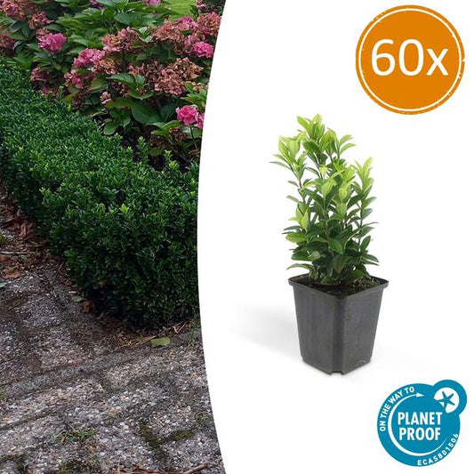 Japanischer Spindelstrauch Euonymus japonicus 'Green Spire' – 60 Pflanzen – ↕10-25cm – Ø9cm – Immergrüner Heckenstrauch & Solitärpflanze – Pflegeleicht & schnittverträglich – Sonne & Schatten 