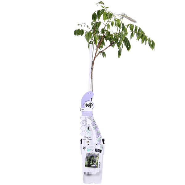 Chinesischer Duft-Blauregen - Wisteria sinensis Caroline - Ø15cm - ↕65cm 