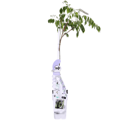 Chinesischer Duft-Blauregen - Wisteria sinensis Caroline - Ø15cm - ↕65cm 