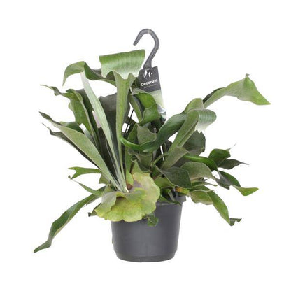 Geweihfarn – Platycerium Netherlands – Zimmerpflanze – Ø17cm ↕30cm – Epiphytischer Farn – Pflegeleicht – Luftreinigend – Dekopflanze 