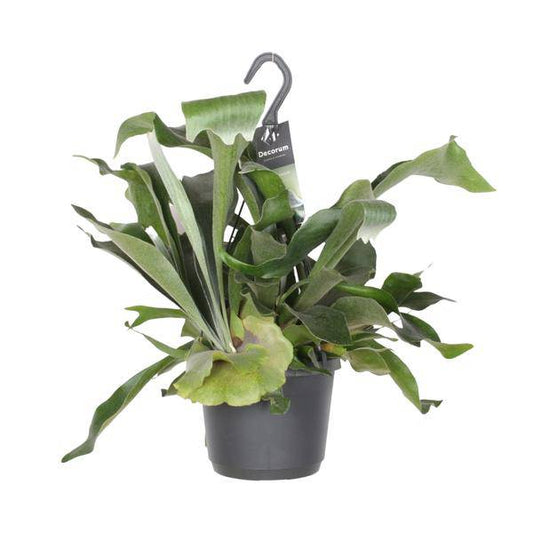 Geweihfarn – Platycerium Netherlands – Zimmerpflanze – Ø17cm ↕30cm – Epiphytischer Farn – Pflegeleicht – Luftreinigend – Dekopflanze 