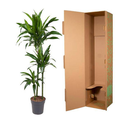 Drachenbaum – Dracaena Janet Craig 150cm – Ø24cm – Zimmerpflanze mit breiten dunkelgrünen Blättern – Elegante pflegeleichte Grünpflanze für Wohnzimmer, Büro & Wintergarten 
