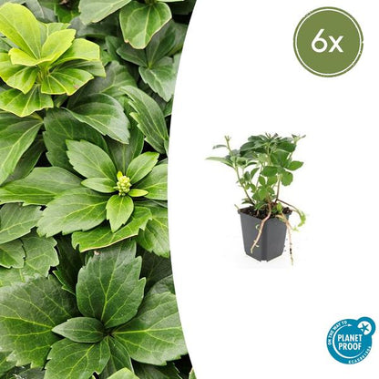 Japanischer Ysander Pachysandra terminalis – 6 Pflanzen – Immergrüner Bodendecker – Schattengarten – Pflegeleicht – Unkrautunterdrückend 