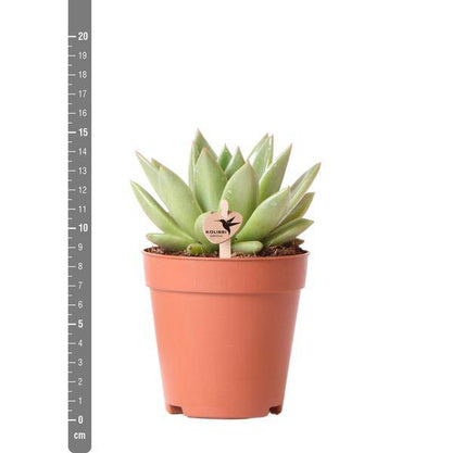 Sukkulente Echeveria Miranda – Grüne Zimmerpflanze – Rosettenform – Ø9cm – Pflegeleicht & Dekorativ 