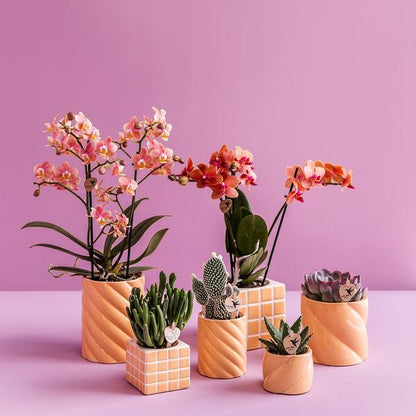 Candy Blumentopf Pfirsich Ø9cm – Dekorativer Keramiktopf in moderner runder Form – Pflanzentopf für Orchideen, Sukkulenten & Grünpflanzen – Stilvolle Blumendeko für Wohnzimmer, Küche & Büro 