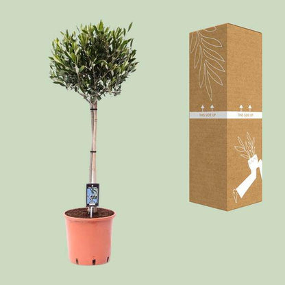 Olivenbaum - Olea Olijf - Zimmerpflanze - Ø22cm - ↕100cm 