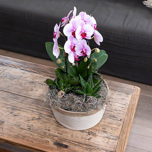 Rosa Phalaenopsis Orchidee – Niagara Fall – Ø12cm – Höhe 55–60cm – Blühende Zimmerpflanze mit großen rosa Blüten – Elegante Orchidee als Geschenk & Deko – Direkt aus der Gärtnerei 
