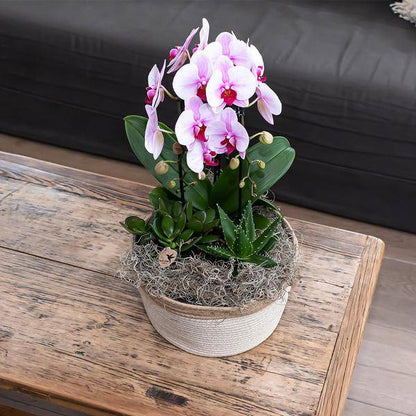 Rosa Phalaenopsis Orchidee – Niagara Fall – Ø12cm – Höhe 55–60cm – Blühende Zimmerpflanze mit großen rosa Blüten – Elegante Orchidee als Geschenk & Deko – Direkt aus der Gärtnerei 