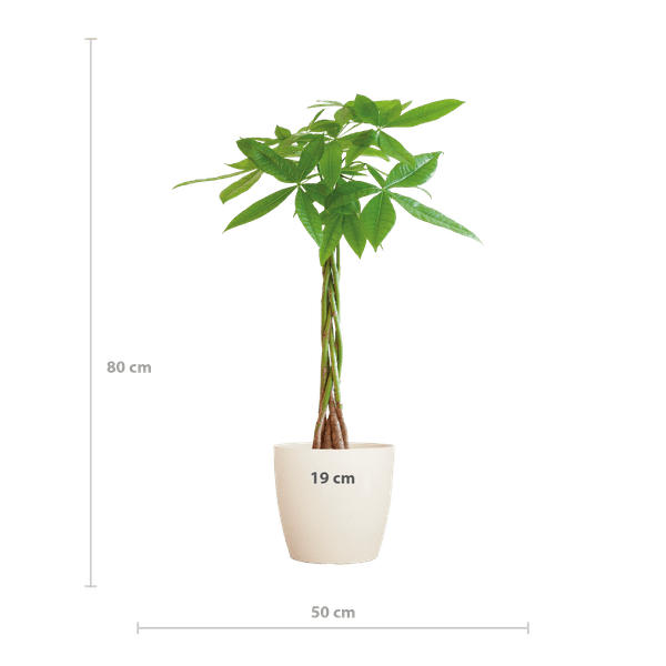 Pachira Aquatica Geldbaum Glückskastanie ca. 80cm mit geflochtenem Stamm im weißen Viber Biotopf Ø21cm – Zimmerpflanze für Wohnung Büro Wohnzimmer 