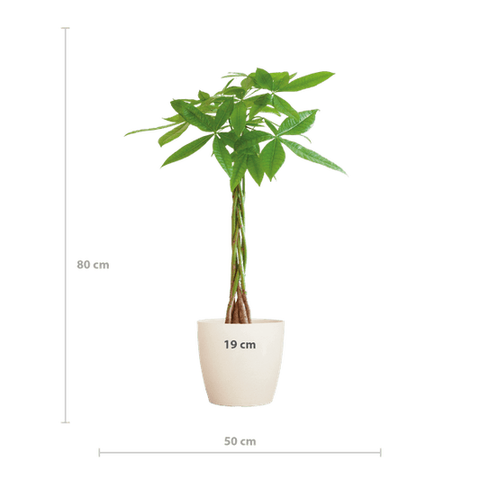 Pachira Aquatica Geldbaum Glückskastanie ca. 80cm mit geflochtenem Stamm im weißen Viber Biotopf Ø21cm – Zimmerpflanze für Wohnung Büro Wohnzimmer 
