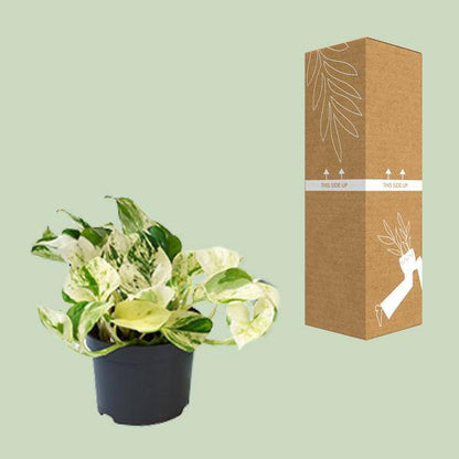 Weiß-bunte Efeutute – Epipremnum 'Happy Leaf' – Ø12cm x H15cm – Panaschierte Zimmerpflanze – Pflegeleicht – Für Halbschatten – Im Pflanztopf – Direkt aus der Gärtnerei 