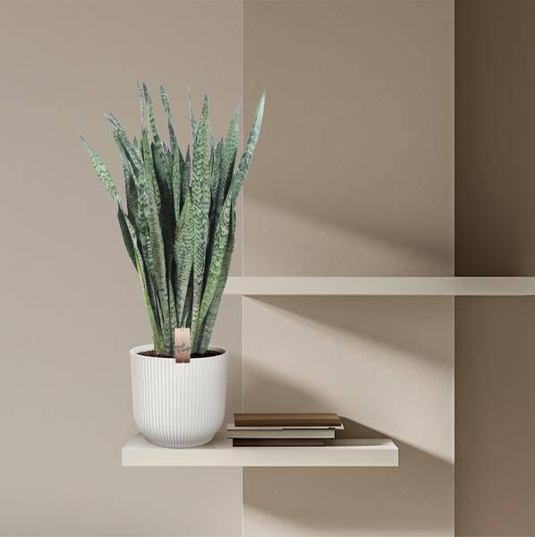 Ceylon-Bogenhanf – Sansevieria Zeylenica – Zimmerpflanze 110cm – Ø35cm – Pflegeleichte Grünpflanze für Wohnzimmer, Büro & Schlafzimmer – Luftreinigende Pflanze 