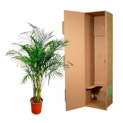 Goldfruchtpalme – Dypsis Lutescens – Areca-Palme – Zimmerpflanze – ca. 170 cm hoch – Ø24 cm Topf – Tropisches Flair für Innenräume – Luftreinigend & Pflegeleicht 