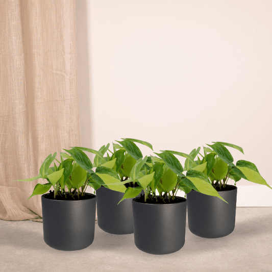 Baumfreund - Philodendron Scandens Brasil - Zimmerpflanze - Ø12cm - ↕15cm - 4 Stück 