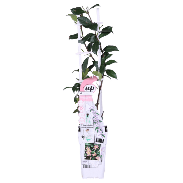 Sternjasmin Trachelospermum 'Star of Ibiza' – Rosa – Immergrüne Kletterpflanze – ca. 65cm Höhe – Duftender mediterraner Jasmin für Terrasse & Balkon 