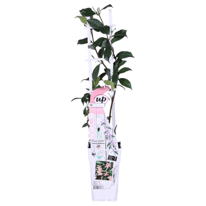 Sternjasmin Trachelospermum 'Star of Ibiza' – Rosa – Immergrüne Kletterpflanze – ca. 65cm Höhe – Duftender mediterraner Jasmin für Terrasse & Balkon 