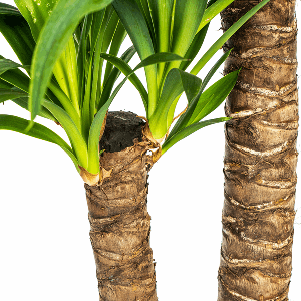 Yucca Elephantipes – Riesen-Palmlilie – Zimmerpflanze Ø19cm ↕70-90cm – Robust & pflegeleicht – Exotisch & dekorativ 