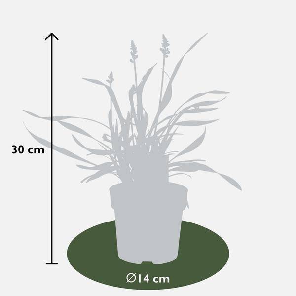 Liriope muscari 'Ingwersen' – Glöckchentraube – Immergrüne Staude – Ø14cm – ↕25-30cm – 3 Pflanzen – Bodendecker für Schatten 