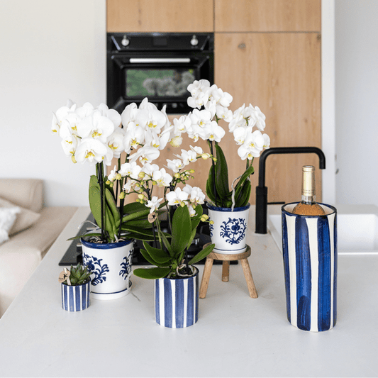 Orchidee Amabilis Weiß – Zimmerpflanze mit 2–3 Stielen – Im Malaga Ziertopf Blau Ø9cm – Elegante Phalaenopsis für stilvolles Interieur & sommerliches Flair 