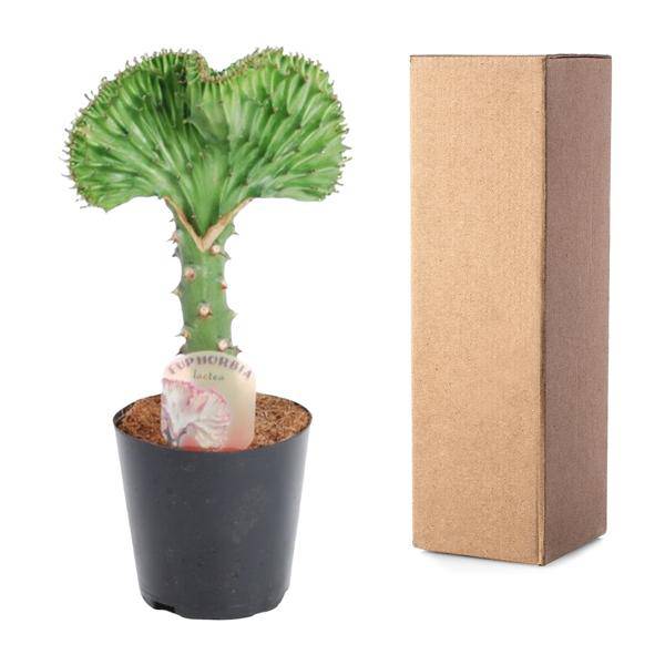 Euphorbia lactea Cristata Grün – Korallen-Wolfsmilch – Zimmerpflanze ca. 30cm – ø10,5cm – Exotische Sukkulente in Korallenform – Pflegeleichte Kaktuspflanze für sonnige Standorte 