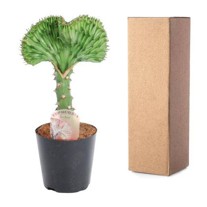 Euphorbia lactea Cristata Grün – Korallen-Wolfsmilch – Zimmerpflanze ca. 30cm – ø10,5cm – Exotische Sukkulente in Korallenform – Pflegeleichte Kaktuspflanze für sonnige Standorte 