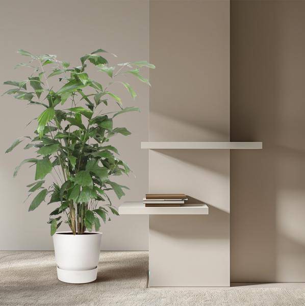 Fischschwanzpalme – Caryota Mitis – Zimmerpflanze – 140cm – Ø27cm – Exotische Palme mit fächerförmigen Blättern für Wohnzimmer und Büro 
