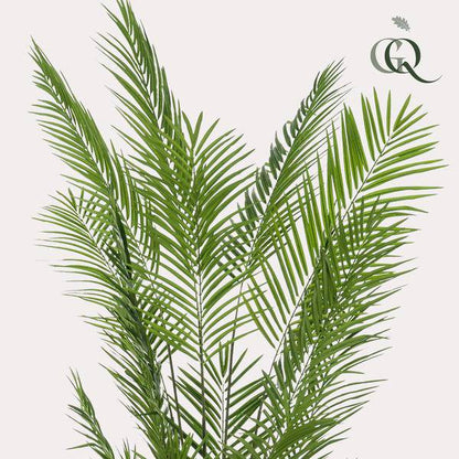 Areca Lutescens Goldpalme – Künstliche Zimmerpflanze – Tropische Palme 240 cm – pflegeleichte Dekoration für Wohnzimmer, Büro & Innenräume 