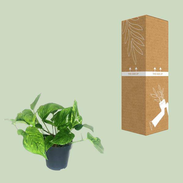 Efeutute Scindapsus Pictus Trebie – Zimmerpflanze im Ø12 cm Topf – ca. 20 cm hoch – Herzförmige Blätter mit silbernen Mustern – Pflegeleicht & luftreinigend 