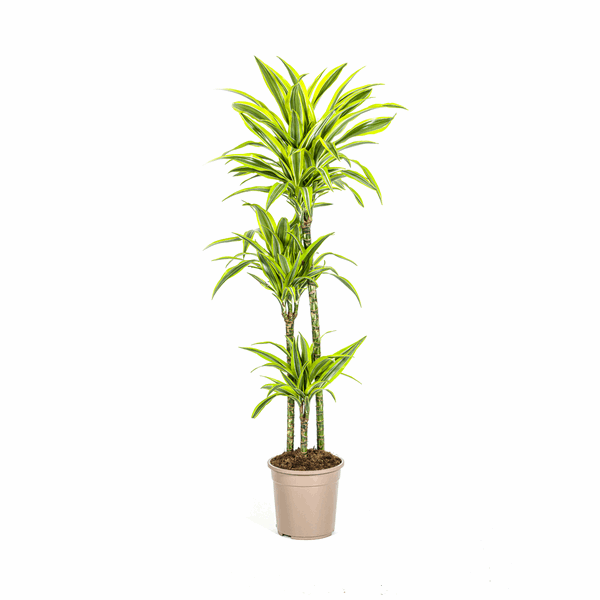 Dracaena Deremensis Lemon Lime – Drachenbaum – Ø24cm – ↕130-150cm – Exotische Zimmerpflanze mit grün-gelben Blättern – Pflegeleicht & luftreinigend 