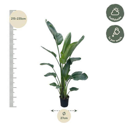 Baum-Strelitzie – Strelitzia Nicolai – Zimmerpflanze 210cm – Ø27cm – Weißer Paradiesvogel mit großen grünen Blättern – Tropische Kübelpflanze für Innen & geschützte Außenbereiche 