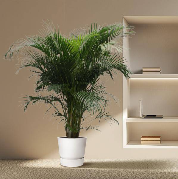 Goldfruchtpalme Dypsis Lutescens – Areca-Palme – 230cm hoch – Ø40cm – Große tropische Zimmerpflanze mit federartigen Blättern – Pflegeleicht & dekorativ – Für Wohnzimmer, Büro & Innenräume 
