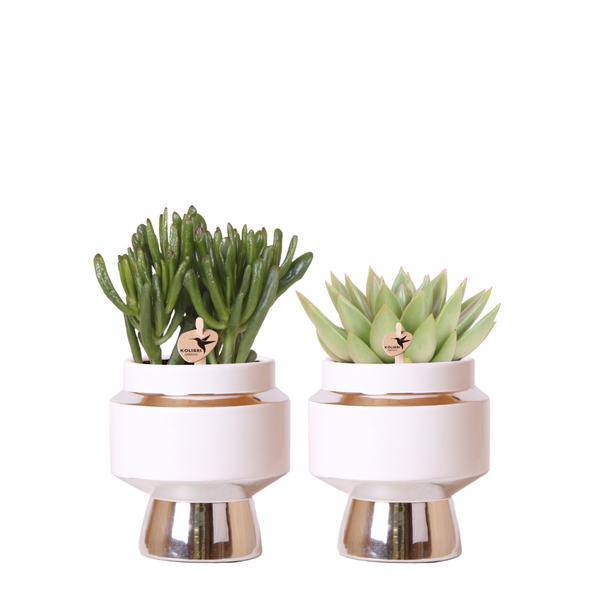 Rhipsalis 2er-Set in silbernen Le Chic Keramiktöpfen – Ø9 cm – Stilvolle Zimmerpflanzen – Pflegeleichte Kakteen im eleganten Design – Perfekt für Zuhause & Büro 