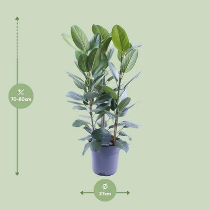 Banyanbaum - Ficus Audrey - Zimmerpflanze - Ø27cm - ↕105cm - 3 Stück 