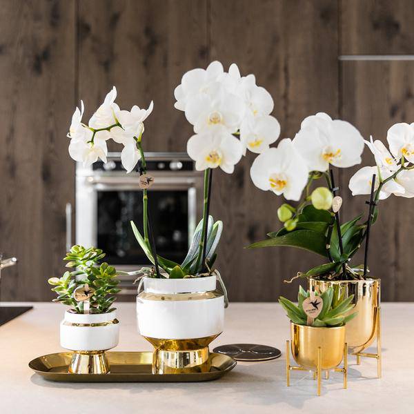 Sukkulenten 2er-Set in eleganten Le Chic Keramiktöpfen – Ø9 cm – Pflegeleichte Grünpflanzen – Weiß mit goldenen Details – Dekoratives Pflanzen-Set für Zuhause & Büro 