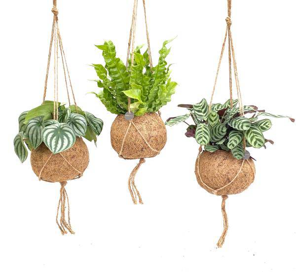 Kokodama Dschungel-Mix – Hängepflanzen Set – Zimmerpflanzen im Kokodama-Design – Ø17cm – Höhe ca. 28cm – 3 Pflanzen 