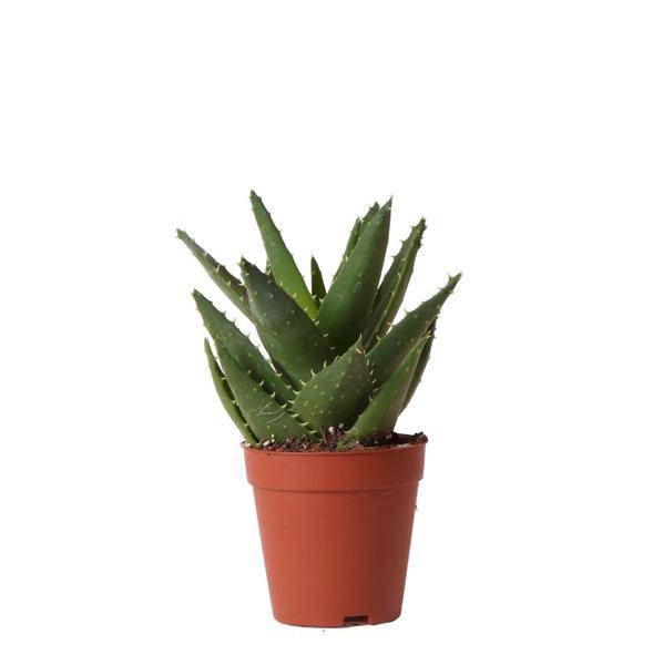 Sukkulente Aloe Brevifolia – Grüne, Stachelige Zimmerpflanze – Ø9cm – Pflegeleicht & Robust – Ideal für helle Standorte ohne direkte Sonne 