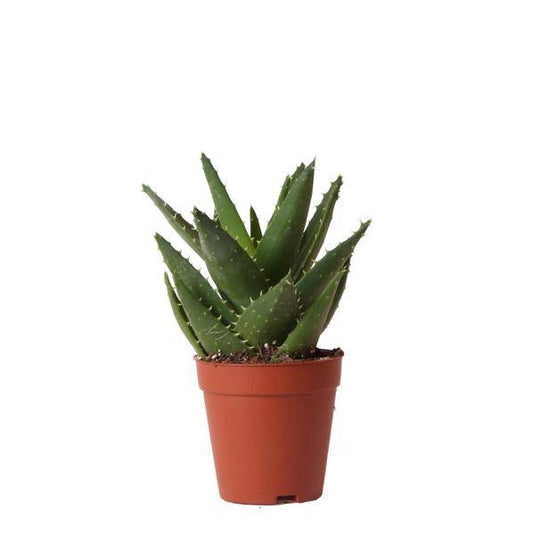 Sukkulente Aloe Brevifolia – Grüne, Stachelige Zimmerpflanze – Ø9cm – Pflegeleicht & Robust – Ideal für helle Standorte ohne direkte Sonne 