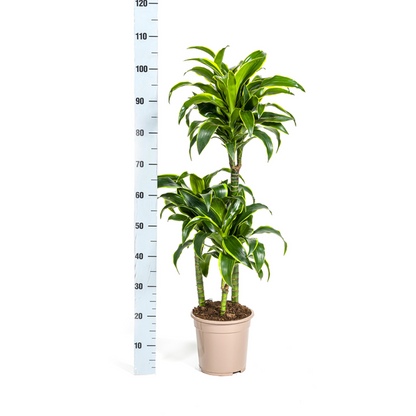 Dracaena Deremensis Dorado – Drachenbaum – Zimmerpflanze – Ø21cm – Höhe 100–120cm – Dunkelgrüne Blätter mit gelbem Rand – Pflegeleicht & dekorativ 