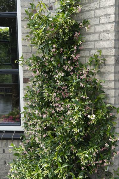Sternjasmin Trachelospermum 'Star of Ibiza' – Rosa – Immergrüne Kletterpflanze – ca. 65cm Höhe – Duftender mediterraner Jasmin für Terrasse & Balkon 