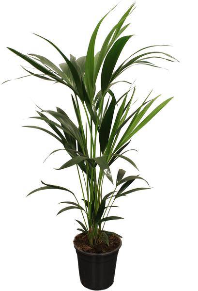 Howea Forsteriana Kentia – Forstersche Kentia – Zimmerpflanze – Ø21cm – Höhe ca. 100cm – Elegante, pflegeleichte Grünpflanze – Für Wohnzimmer & Büro 